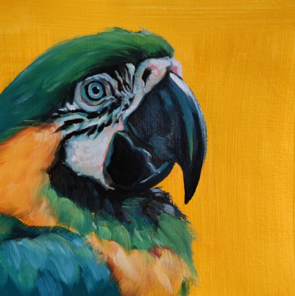 Gold Macaw
